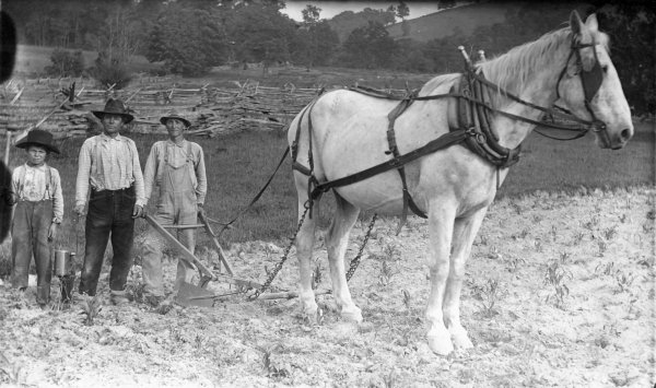 Plowing and
    replanting corn