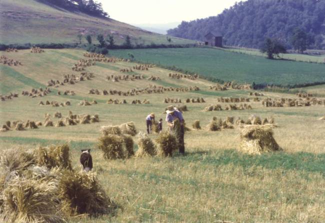 The last grain thrashing